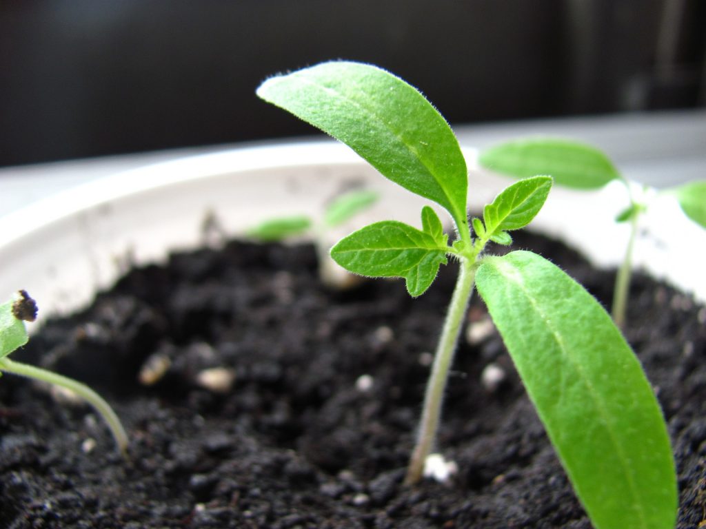 Autoflowering Anleitung