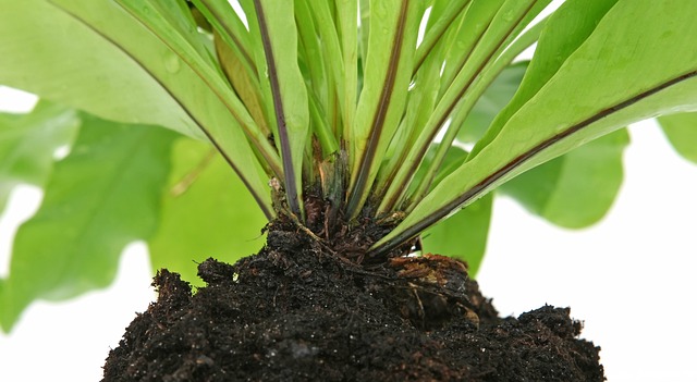 Erde für Autoflower - Autoflowering Erde