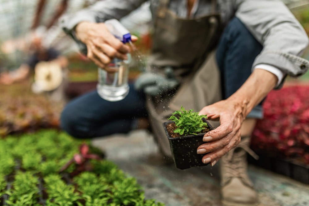 Cannabis zu viel Wasser