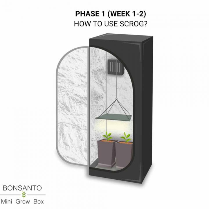 SCROG Grow Box