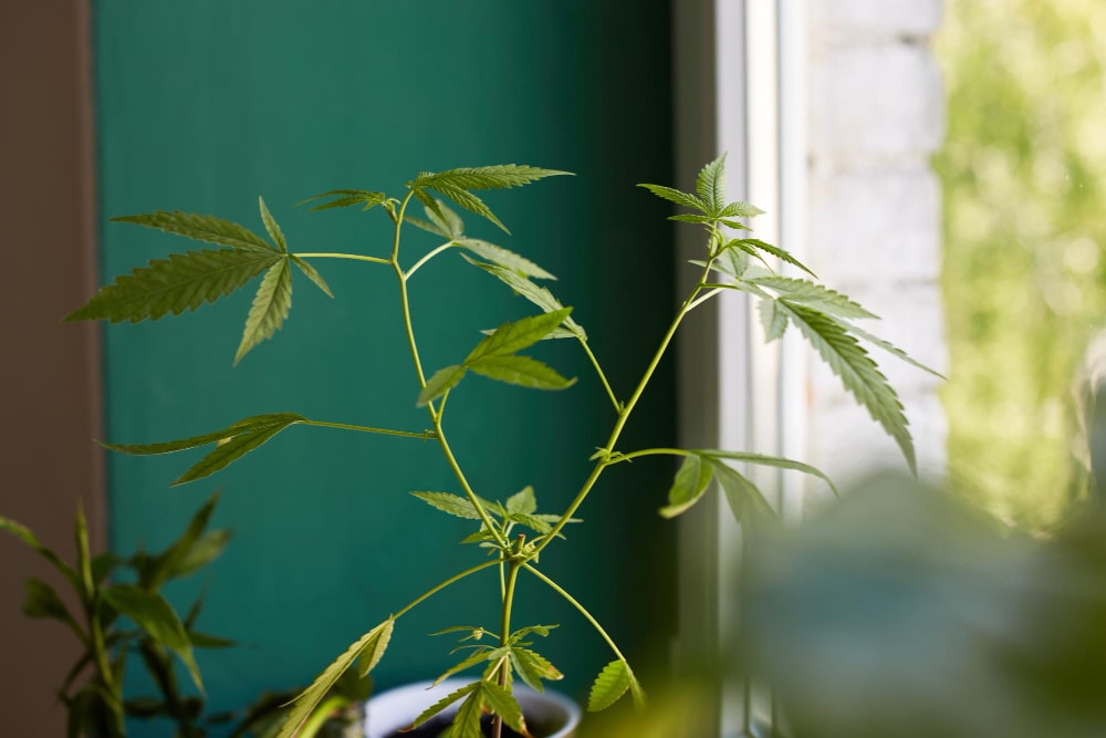 Hanf Anbauen im Zimmer ohne Growbox