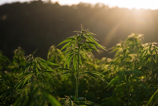 Hanf anbauen im Zimmer - marihuana anpflanzen indoor