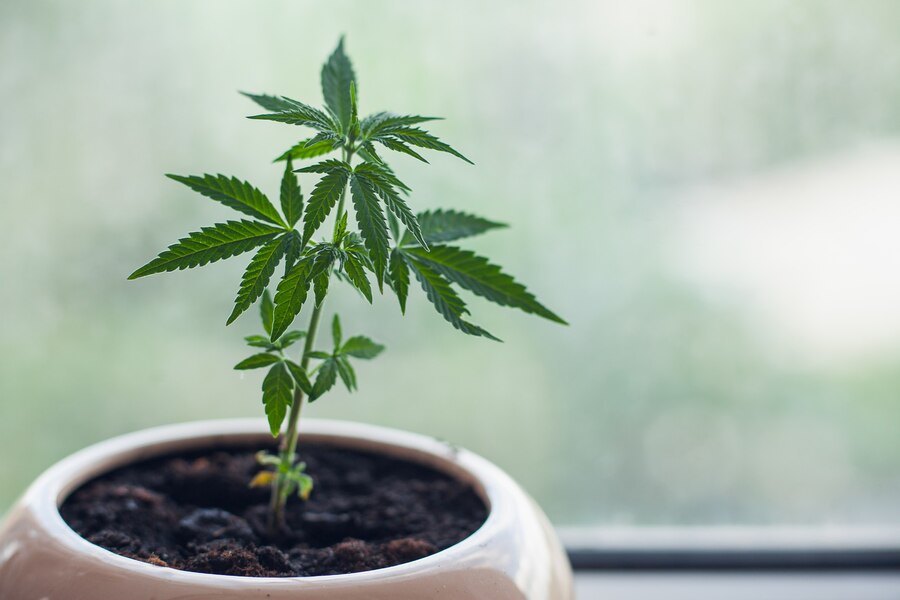 Hanf anbauen im Zimmer - richtig growen indoor