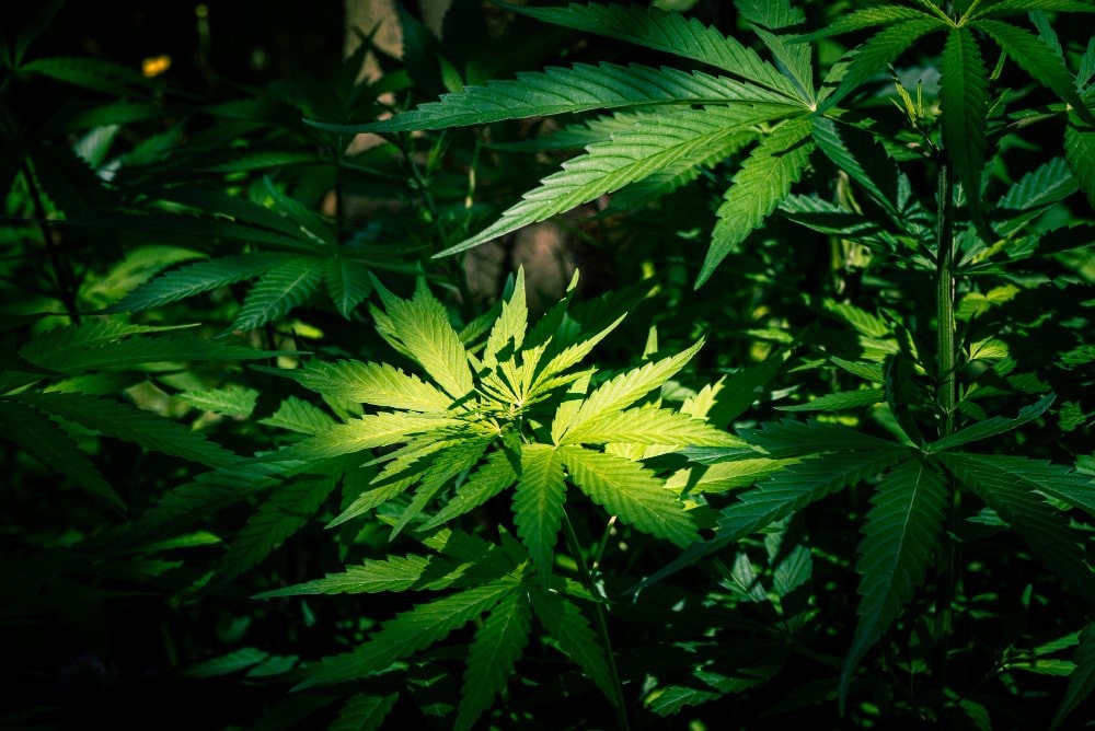 Cannabis Anbau Beleuchtung