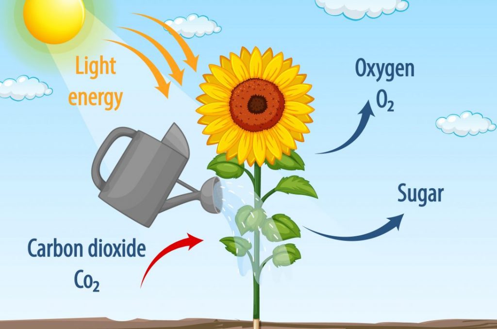 CO2 Generator Grow