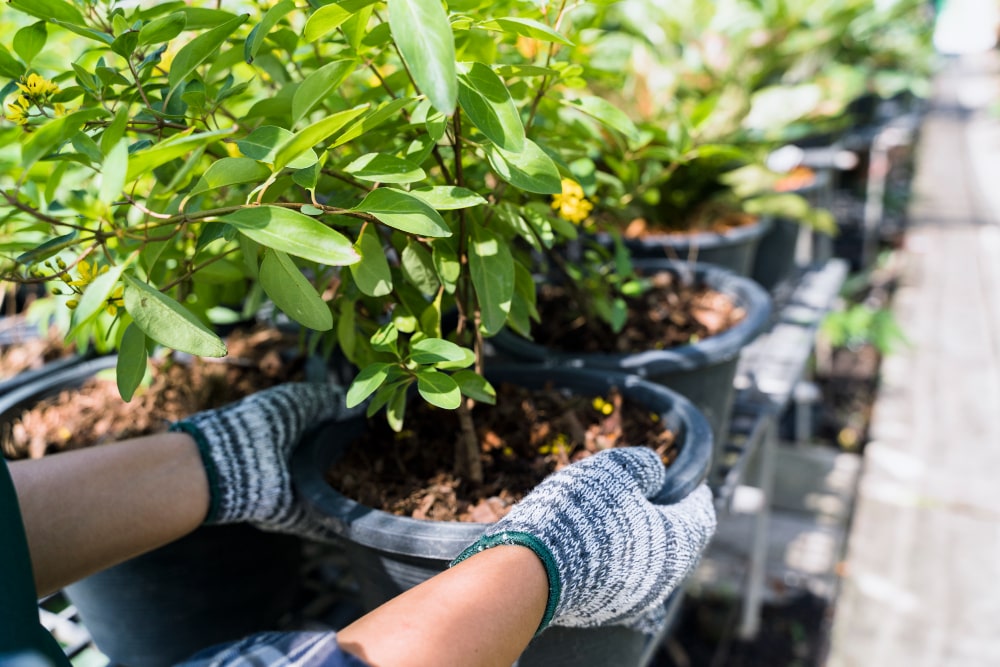 Indoor vs. Outdoor Growing of Your Favorite Plant