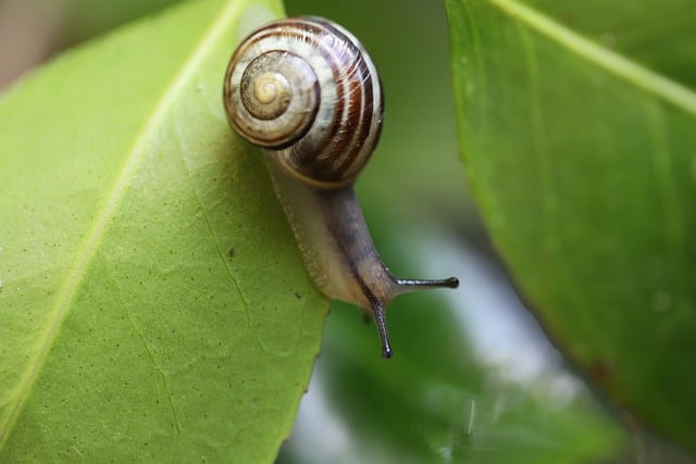 Pflanzen Schädlinge Schnecken