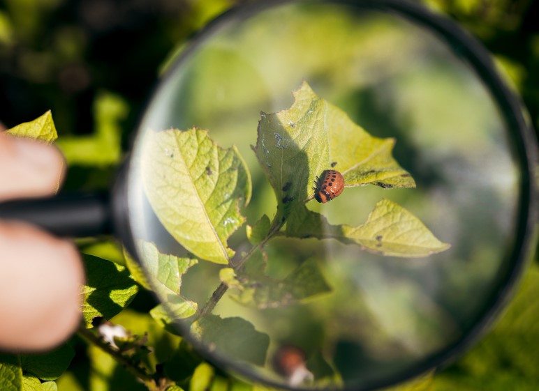 Pflanzenkrankheiten und Schädlinge beim Grow