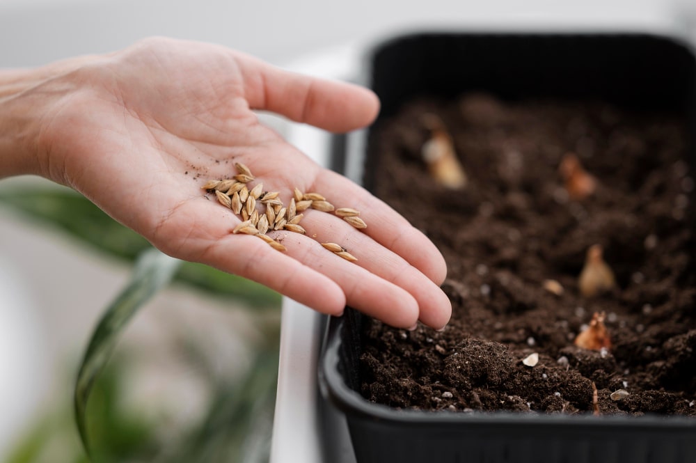 Feminisierte und Automatic Seeds