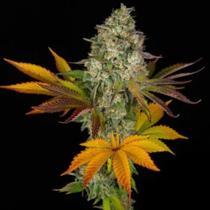 Golden Serenity – Feminized Seeds - Image 2