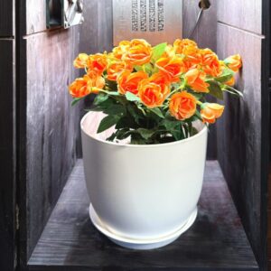 Premium Plant Pot 4.1 L with Saucer – perfectly fitting for Pikendibox - Image 3